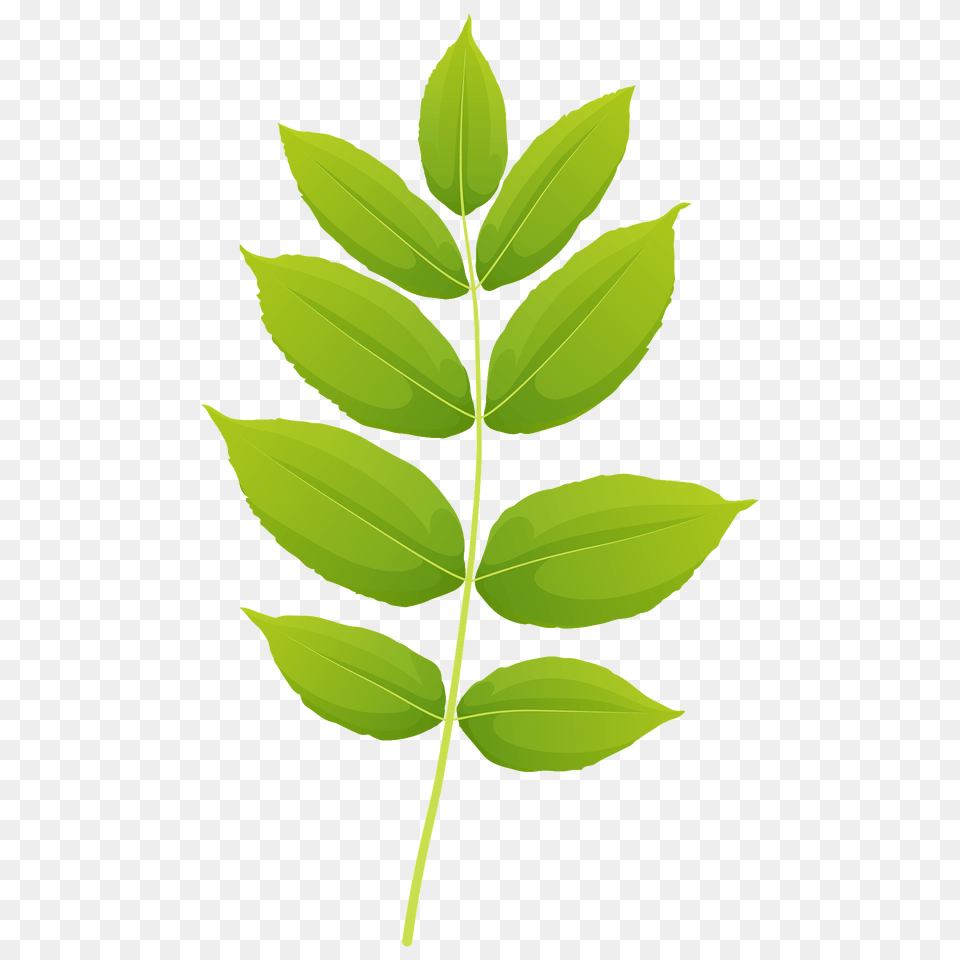 Black Ash Summer Leaf Clipart, Green, Plant, Tree, Herbal Png Image