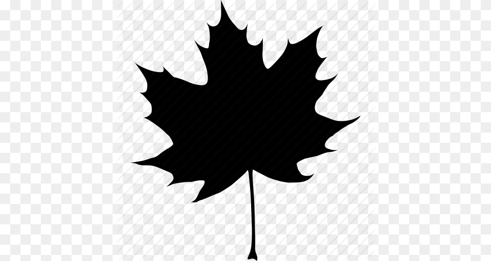 Black Autumn Canada Canadian Fall Leaf Maple Tree Icon, Maple Leaf, Plant Png Image