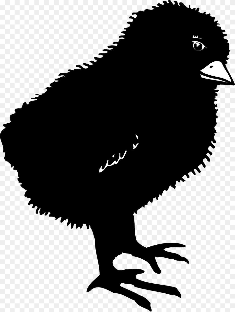 Black Baby Chicken Clipart, Animal, Beak, Bird, Text Free Transparent Png