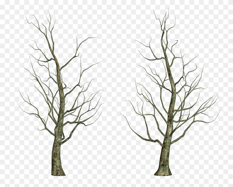 Black Bare Tree Clipart, Oak, Plant, Sycamore, Tree Trunk Free Png