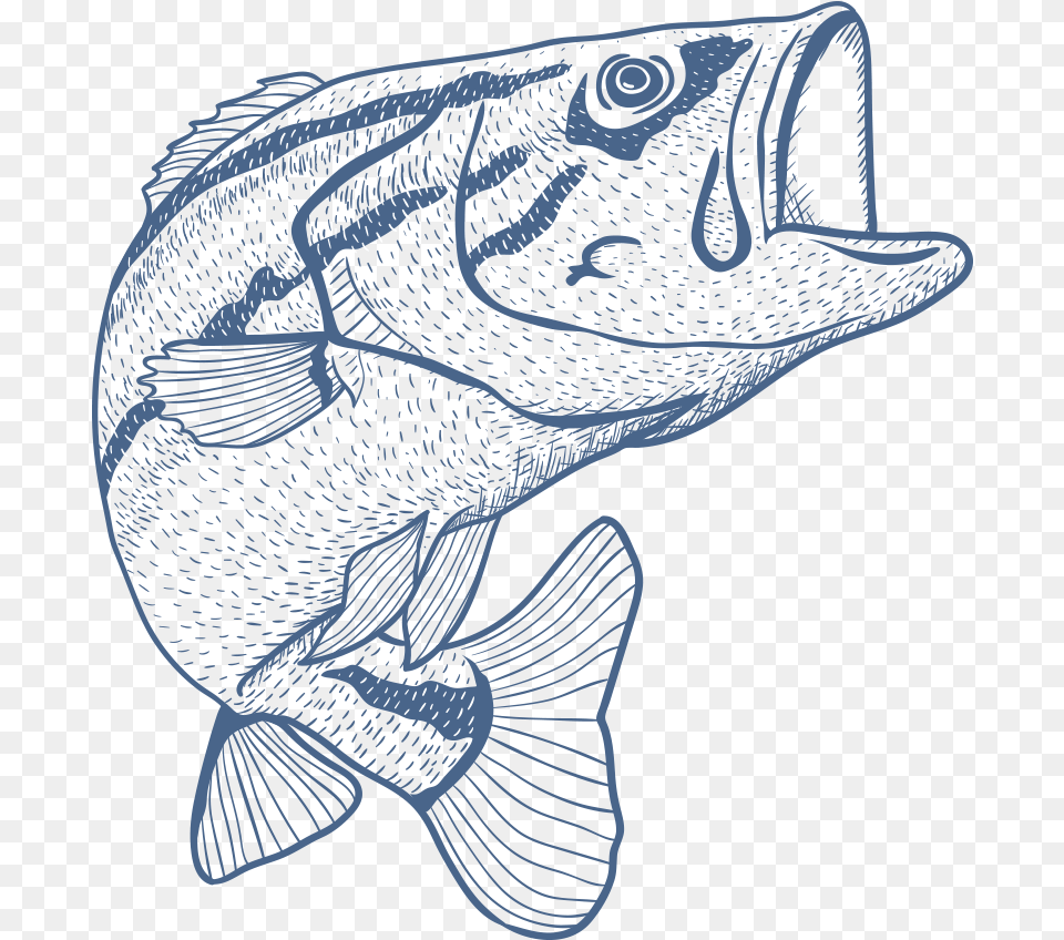 Black Bass Fishing Rod Fish On A Line Sketch, Aquatic, Water, Animal, Bird Png