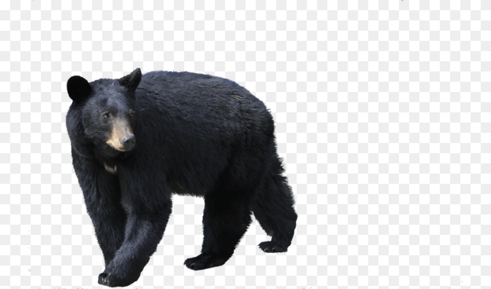 Black Bear, Animal, Mammal, Wildlife, Black Bear Free Png Download