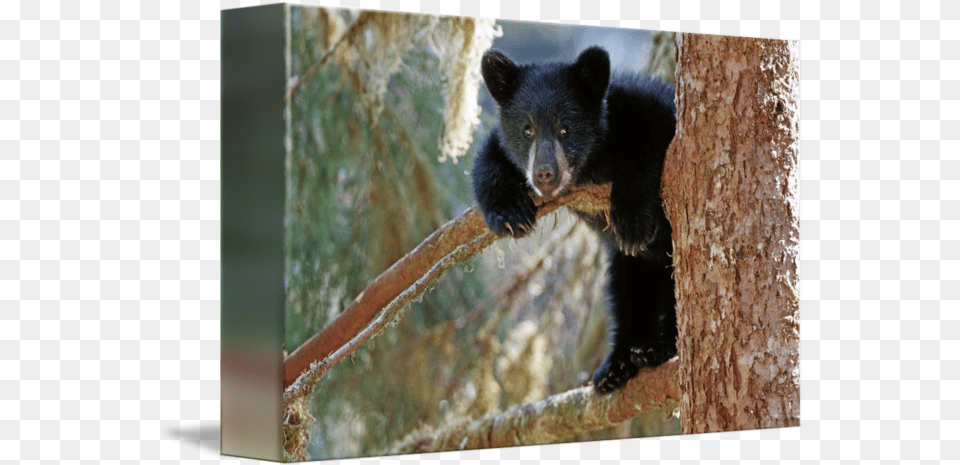 Black Bear Cub In Tree By Design Pics American Black Bear, Animal, Mammal, Wildlife, Black Bear Free Png