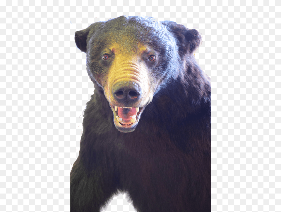 Black Bear Full Mount Bb01 American Black Bear, Animal, Mammal, Wildlife, Black Bear Png Image