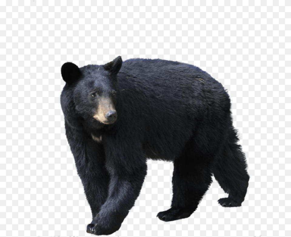 Black Bear Black Bear, Animal, Mammal, Wildlife, Black Bear Png Image