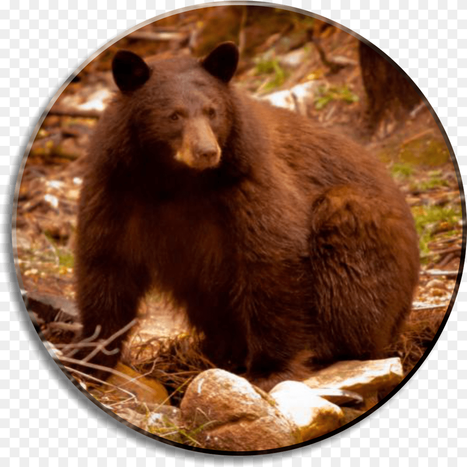 Black Bears In Durango Colorado Grizzly Bear, Animal, Mammal, Photography, Wildlife Free Png
