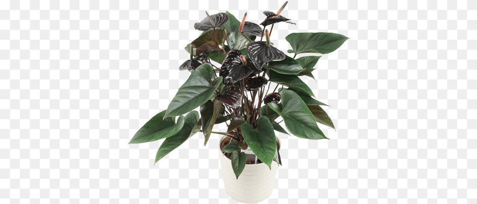 Black Beauty Anthurium Andreanum Black Love, Flower, Plant, Potted Plant, Leaf Png