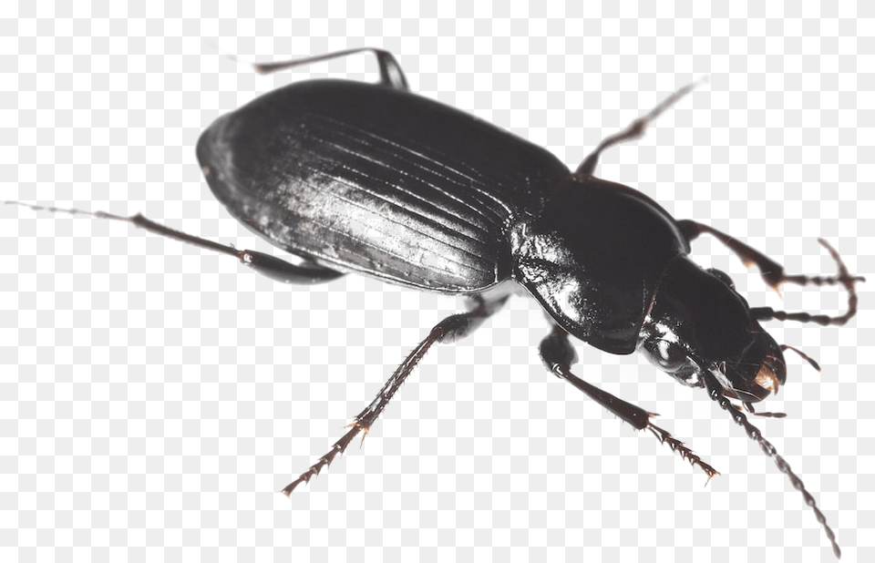 Black Beetle Hd Black Ground Beetle, Animal Free Transparent Png