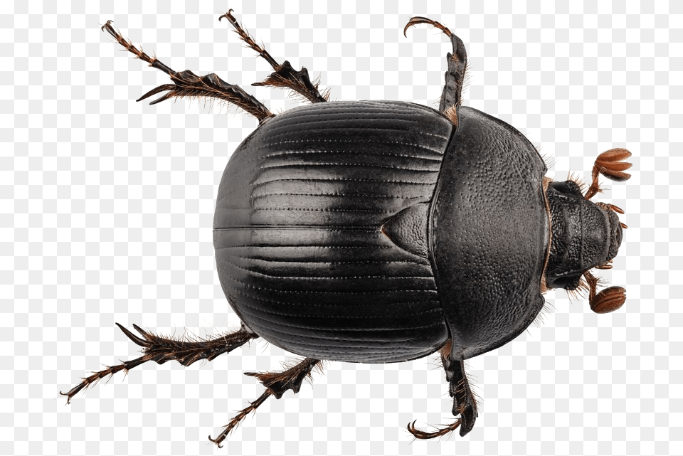 Black Beetle Transparent Dung Beetle No Background, Animal, Dung Beetle, Insect, Invertebrate Free Png