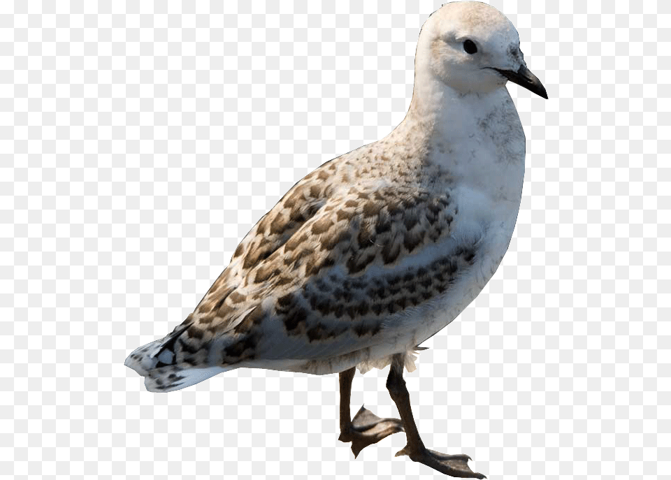 Black Bellied Plover, Animal, Bird, Seagull, Waterfowl Png Image