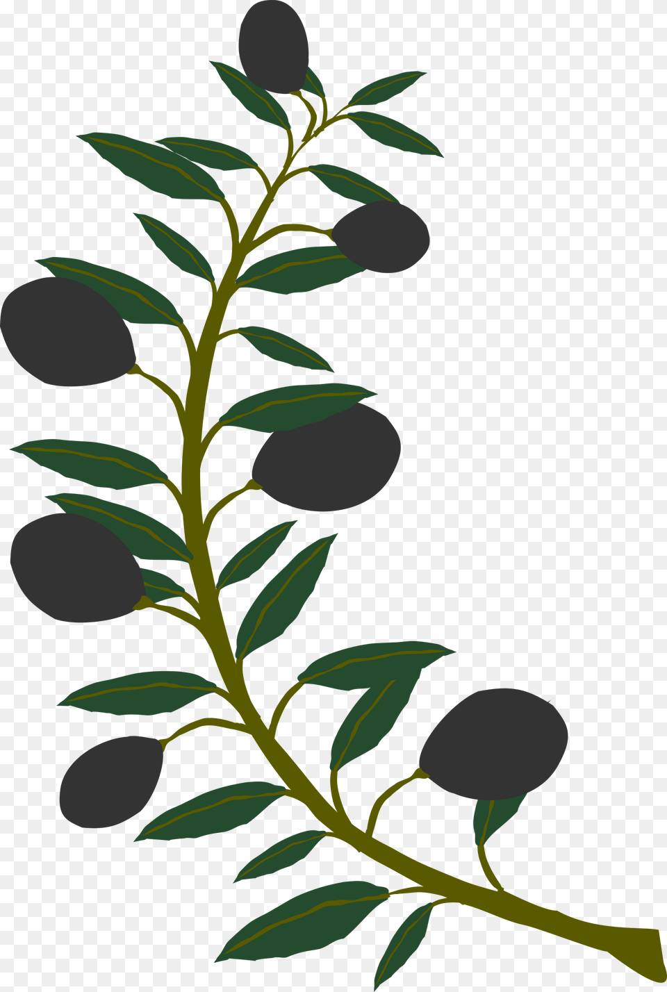 Black Big Watercolor Olive Branch, Art, Plant, Leaf, Graphics Png Image