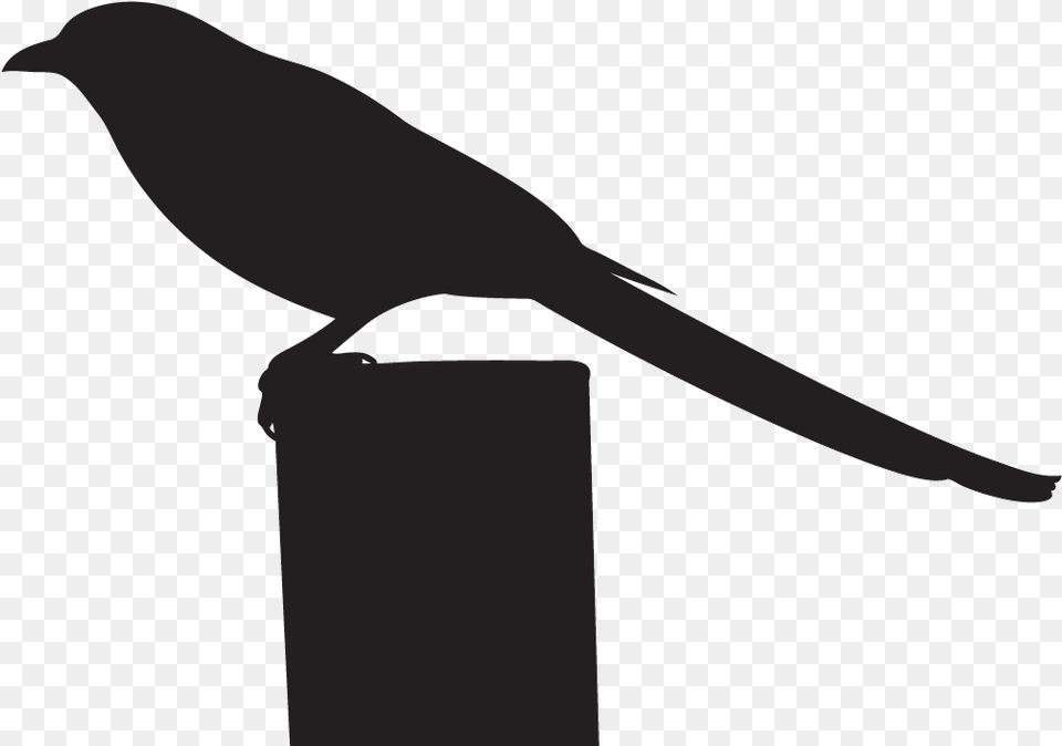 Black Billed Magpie Birds Black And White, Animal, Bird, Blackbird, Blade Png Image