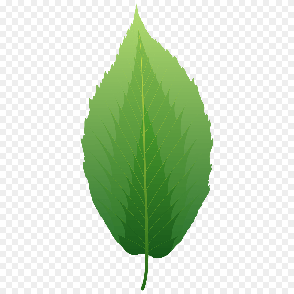 Black Birch Spring Leaf Clipart, Plant Free Transparent Png