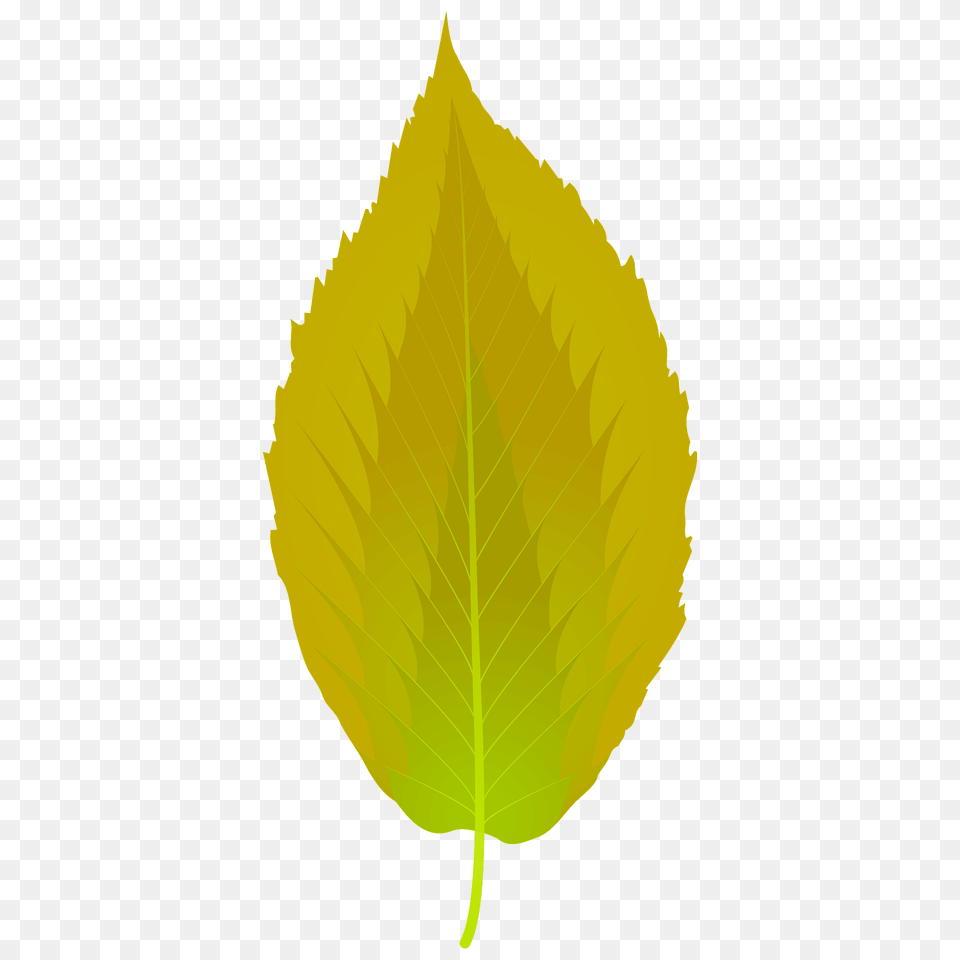 Black Birch Summer Leaf Clipart, Plant, Tree Free Png Download