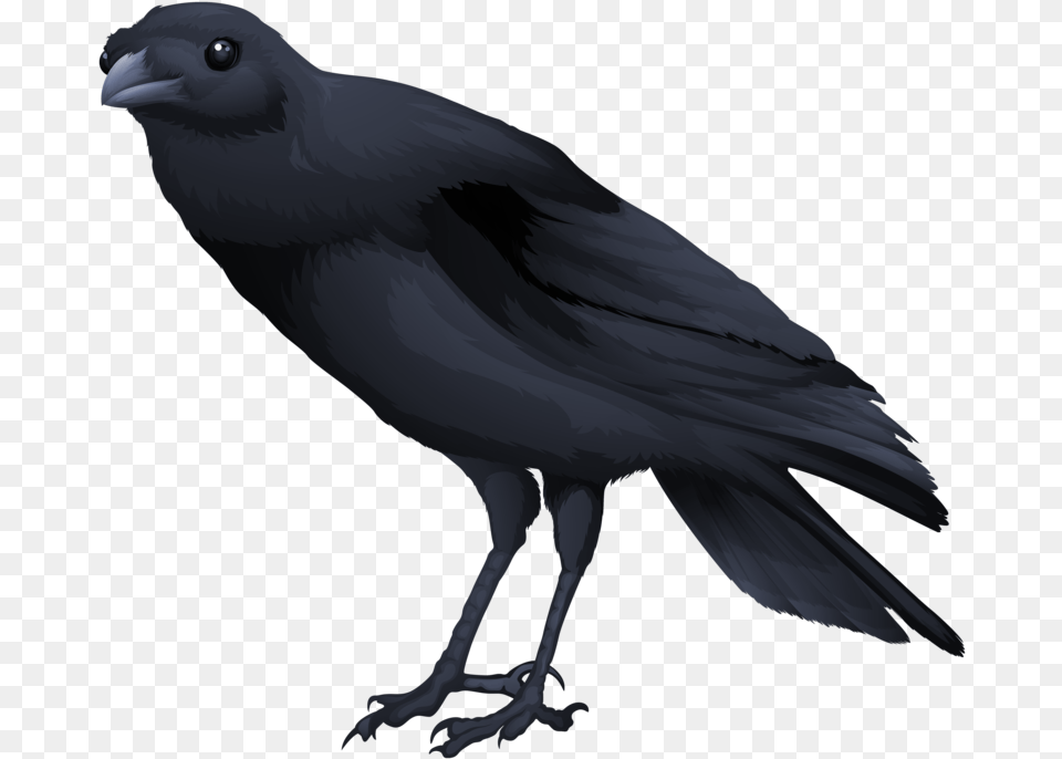 Black Bird, Animal, Blackbird, Crow Free Png