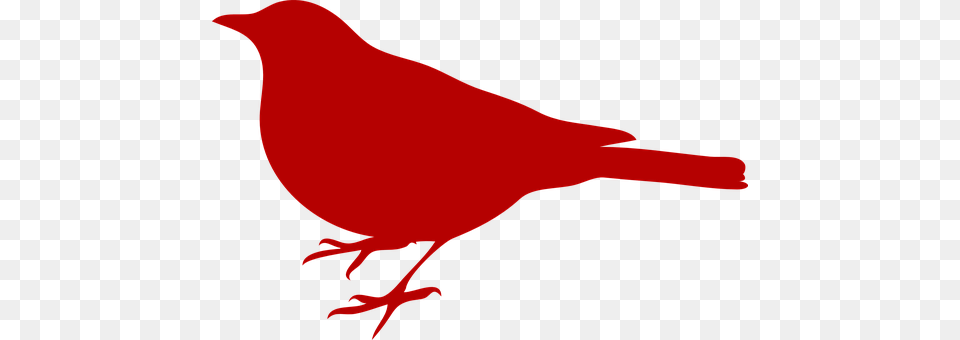 Black Bird Animal, Person Free Transparent Png