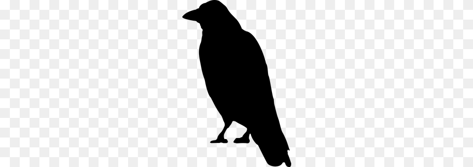 Black Bird Gray Free Png