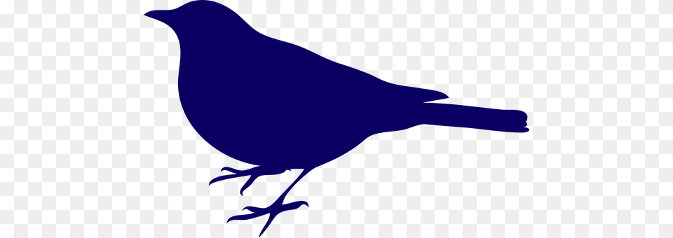 Black Bird Animal, Jay, Person, Canary Free Transparent Png