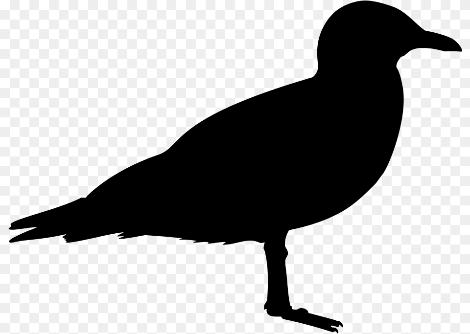 Black Bird, Gray Free Transparent Png