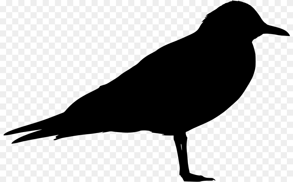 Black Bird, Gray Free Transparent Png