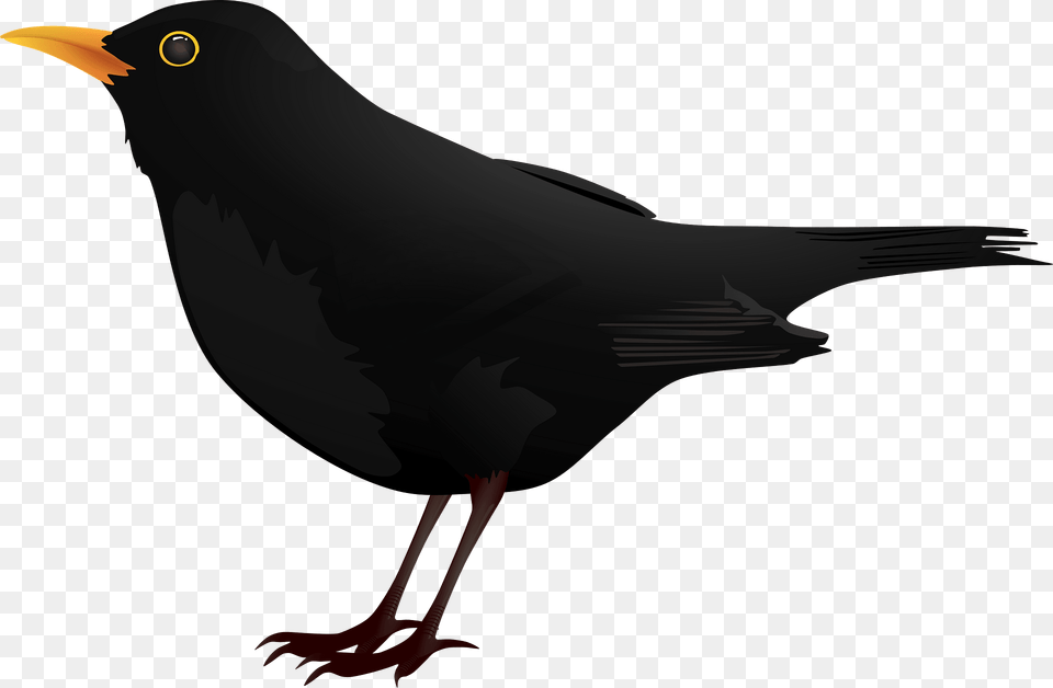 Black Bird Clipart, Animal, Blackbird, Fish, Sea Life Free Transparent Png