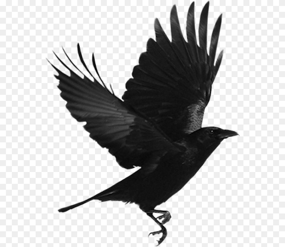 Black Bird Download Flying Crow, Animal, Blackbird Free Png