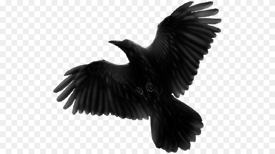 Black Bird Flying Download Blackbird Fat Freddys Drop, Animal, Crow Png Image