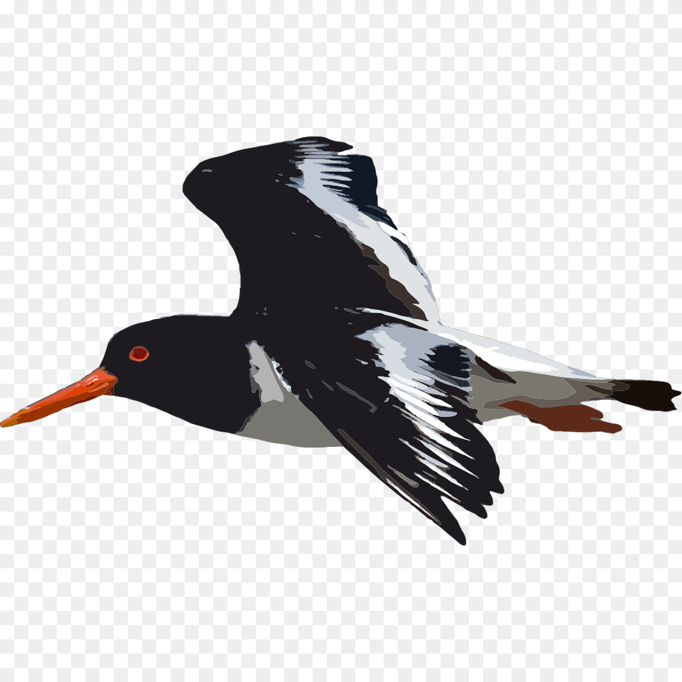Black Bird Flying Svg Clip Art For Web Download Clip Oyster Catcher Flying, Animal, Beak, Waterfowl Png Image