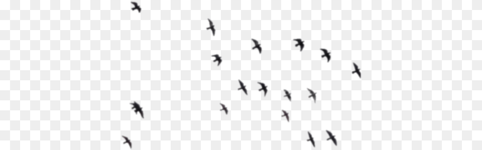 Black Bird Grey Background, Animal, Flock, Mammal, Wildlife Free Png