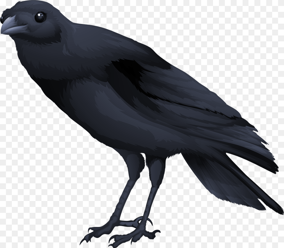 Black Bird Picture Black Bird, Animal, Blackbird, Crow Free Png Download