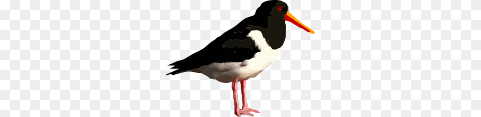 Black Bird Standing Clip Art, Animal, Beak, Stork, Waterfowl Free Png
