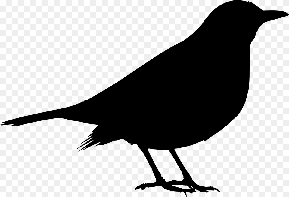 Black Bird Svg, Gray Png