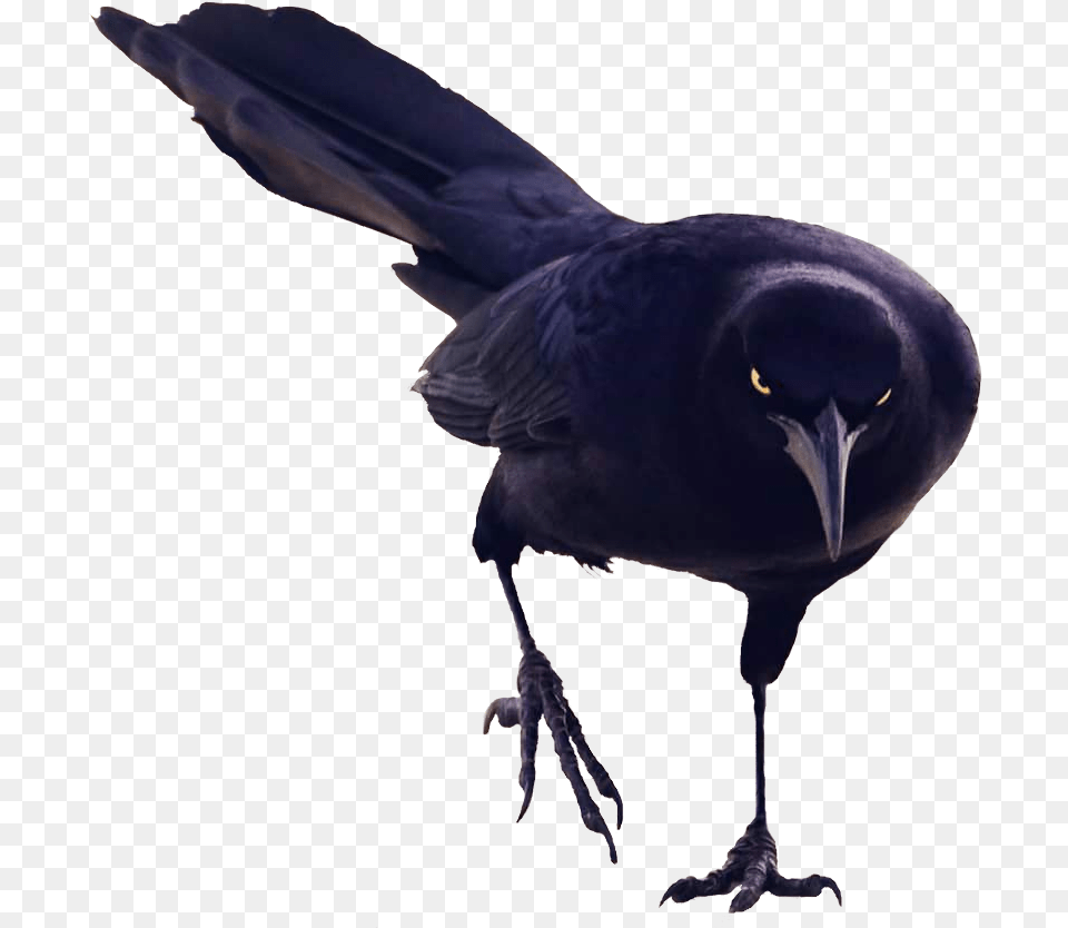 Black Bird Walking, Animal, Blackbird, Beak Free Png