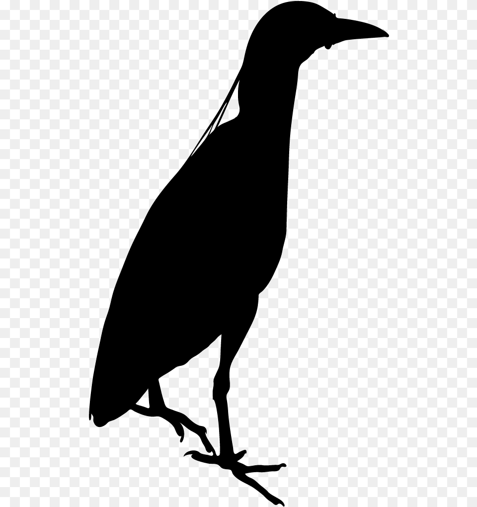 Black Birds In Night, Bow, Weapon, Animal, Bird Free Transparent Png