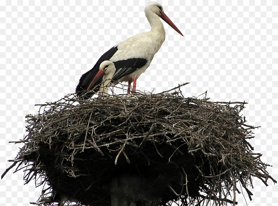 Black Birds Nest, Animal, Bird, Stork, Waterfowl Free Png