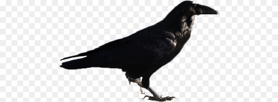 Black Birds Raven, Animal, Bird, Crow Free Transparent Png