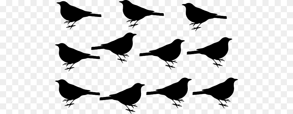 Black Blackbirds White Background Clip Art, Animal, Bird, Blackbird, Silhouette Free Png Download