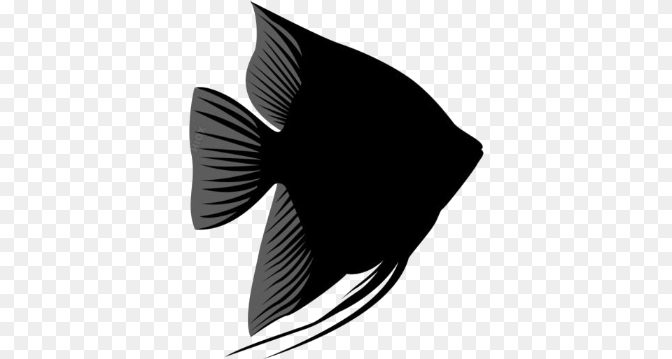 Black Blue Angel Fish Transparent Background Illustration, Angelfish, Animal, Sea Life Png Image