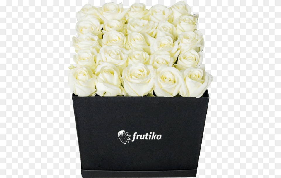 Black Box Of White Roses Garden Roses, Rose, Plant, Flower Bouquet, Flower Arrangement Free Png Download
