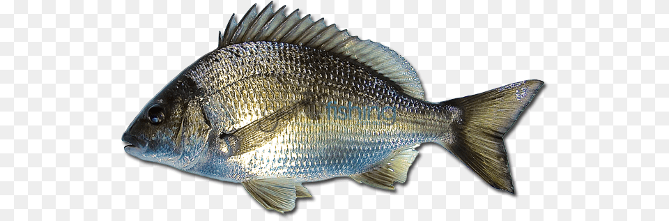 Black Bream Black Bream Fish, Animal, Sea Life, Perch Png