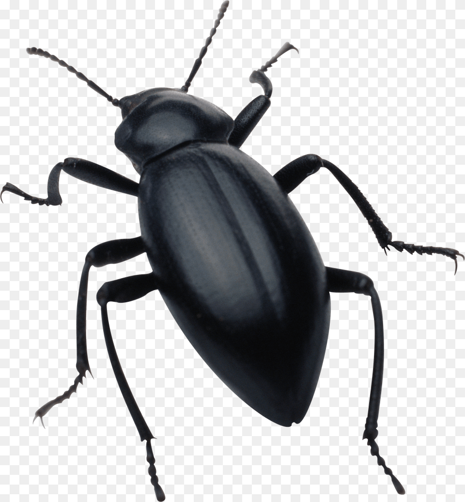 Black Bug, Animal, Insect, Invertebrate Png