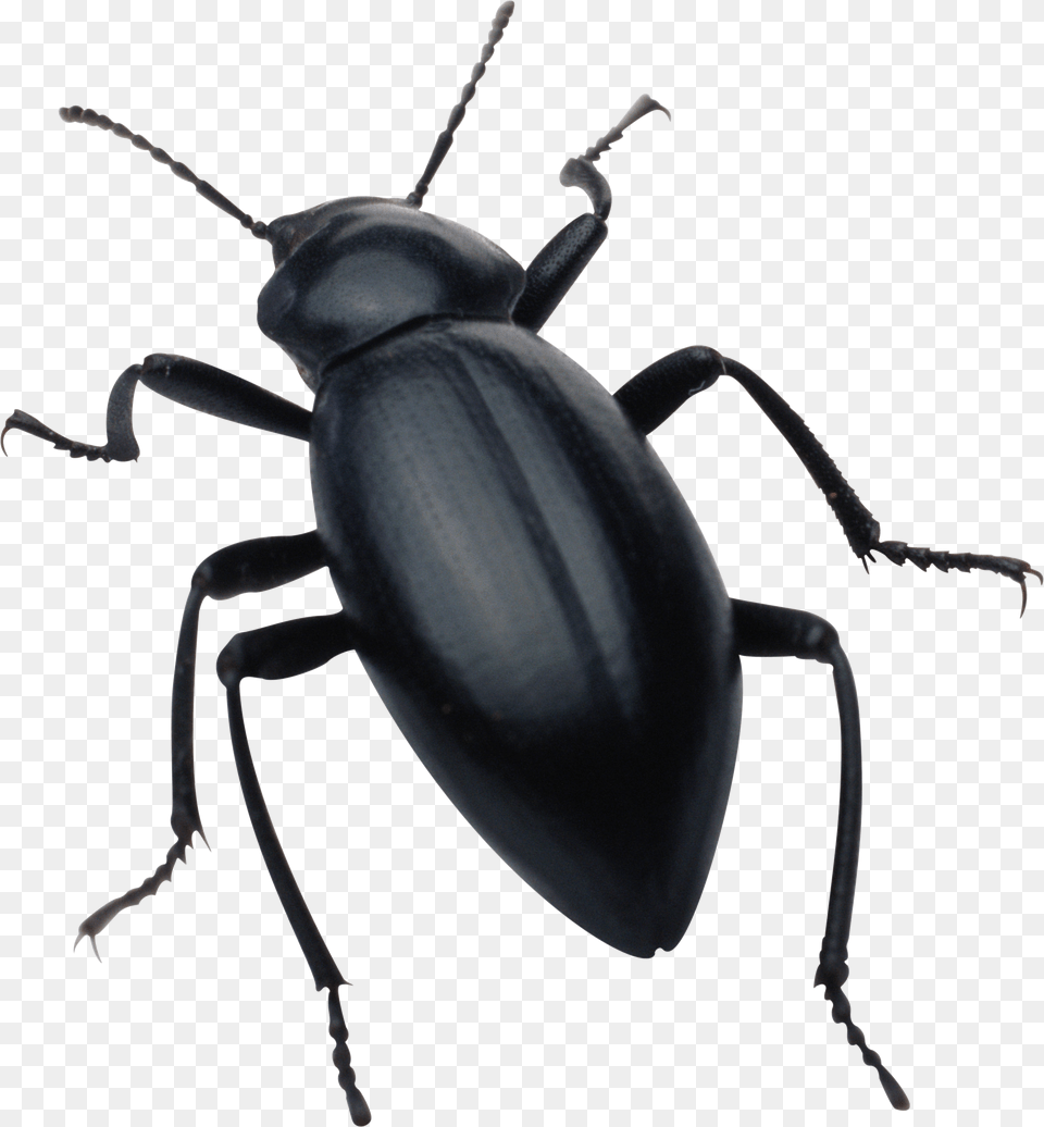 Black Bug Image Bug, Animal, Insect, Invertebrate Free Png