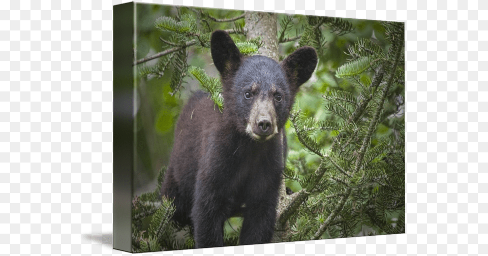 Black By Randall Nyhof American Black Bear, Animal, Mammal, Wildlife, Black Bear Png