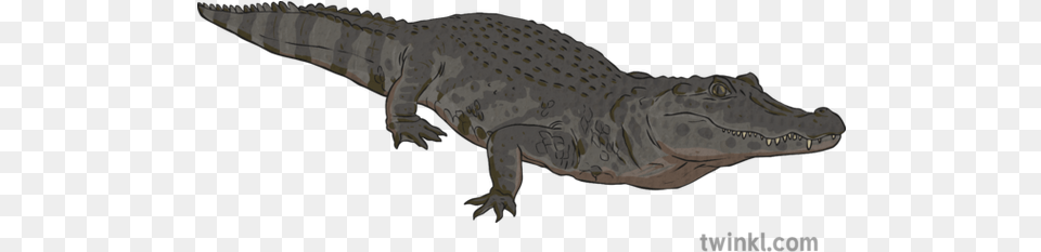 Black Caiman Reptile Aligator Crocodile River Amazon Water Nile Crocodile, Animal, Person Free Png Download