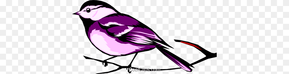 Black Capped Chickadee Royalty Vector Clip Art Illustration, Animal, Bird, Finch, Purple Free Png