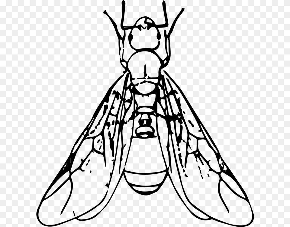 Black Carpenter Ant Beetle Termite Drawing, Gray Png Image