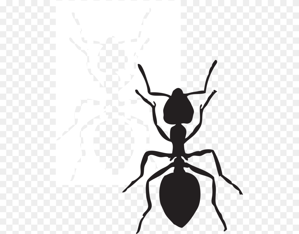 Black Carpenter Ant Insect Fire Ant Arthropod, Animal, Invertebrate, Person Png