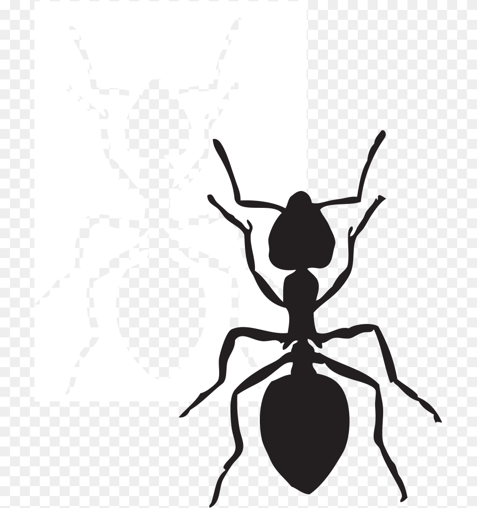 Black Carpenter Ant Insect Fire Ant Arthropod Ant Clip Art Black, Animal, Invertebrate, Spider, Person Free Png Download