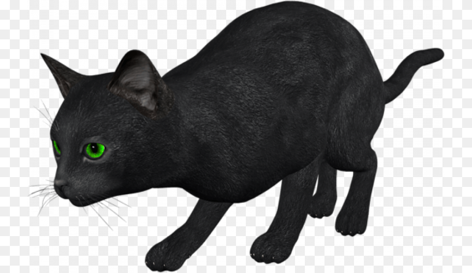 Black Cat, Animal, Mammal, Pet, Black Cat Free Png Download