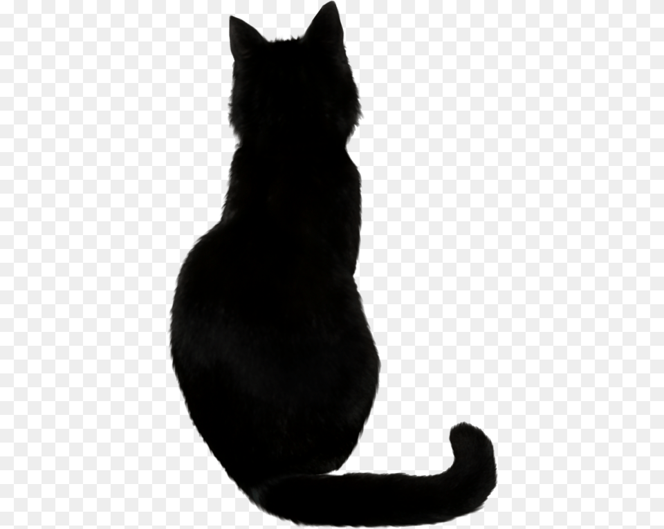Black Cat, Animal, Black Cat, Mammal, Pet Free Png Download